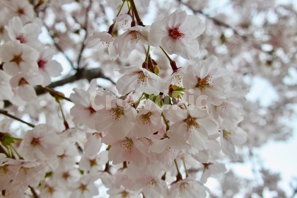 꽃,벚꽃,나무,벚꽃나무,핑크,봄,계절,spring,season,plant,식물,flower,blossom,cherry blossom
