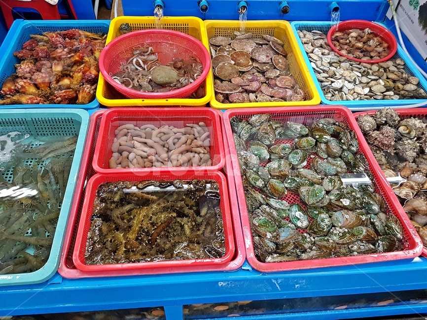 해산물,어시장,전복,해삼,멍게,가리비,소라,고동,조개,새우,수산물,수산물,해산물,fishery products,seafood
