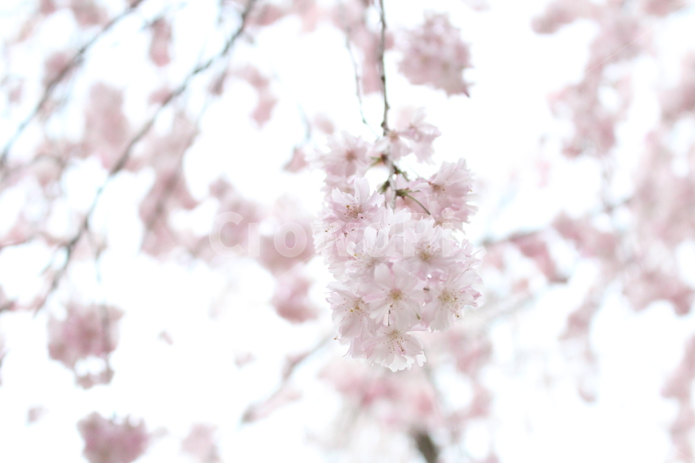 plant,식물,cherryblossoms,벚꽃,연한벚꽃