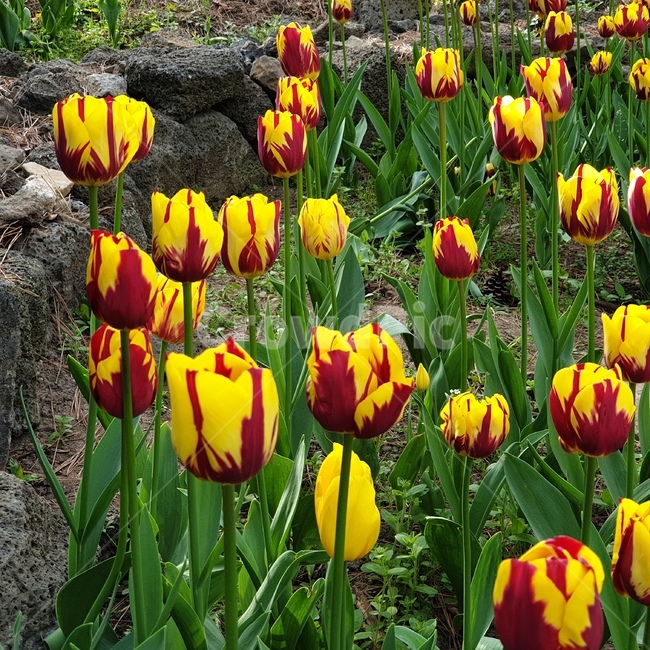꽃,튤립,노란튤립,flower,tulip,yellowtulip,yellowflower