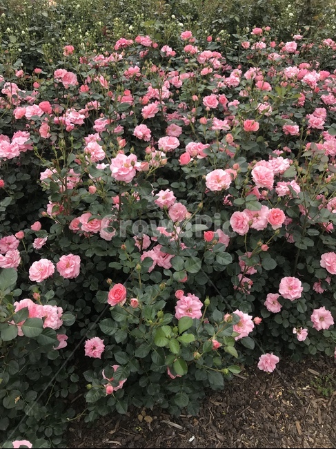 장미,장미꽃,장미꽃밭,장미꽃축제,핑크장미,분홍장미,rose
