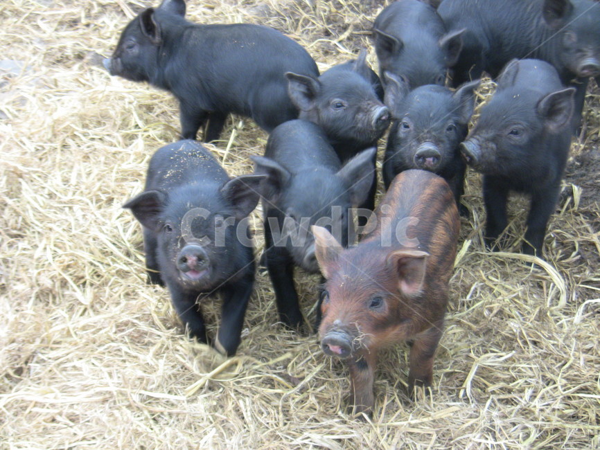 흑돼지,돼지,포유류,동물,새끼돼지,목축업,목장,livestock farming,ranching,pasture