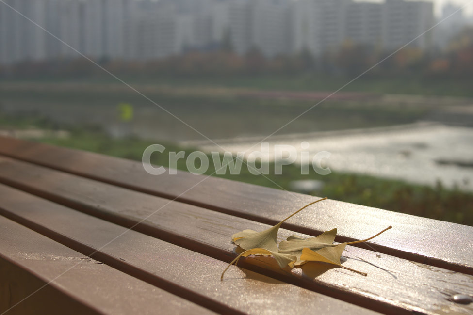 나무,벤치,bench,은행잎,은행,가을,휴식,하천,가을,계절,fall,autumn,season,wood,furniture,가구