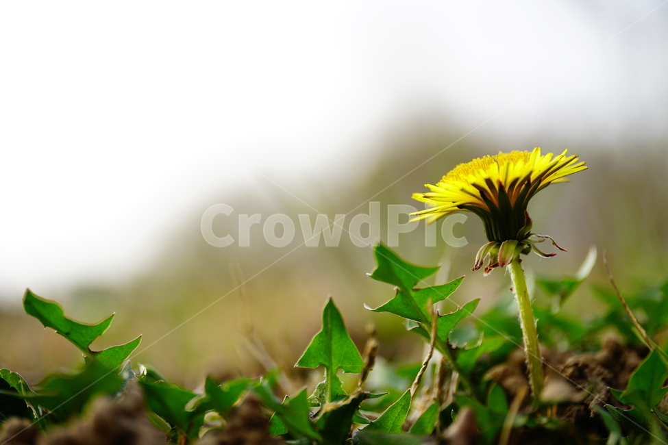 민들레,봄꽃,한국자연,꽃,꽃사진,플라워,flower,봄,spring,식물,plants,자연,nature,풍경,landscape,계절,season,snap,스냅,접사,macro,closeup,클로즈업,감성사진,감성,힐링,healing,느낌,feel,feeling,꽃밭,화단,나무,나뭇가지,tree,꽃봉오리,4월,April,민들레꽃,봄,계절,spring,season,식물,자연,plants,nature,꽃,flower,plant