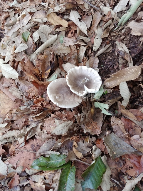 mushroom,버섯,밀버섯,자연산버섯,야생버섯,wheatmushroom,wildmushrooms,버섯,mushroom