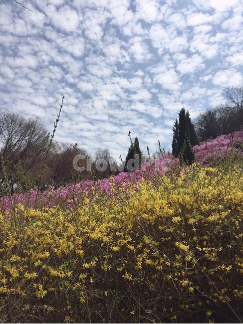개나리,진달래,봄,꽃,꽃놀이,동산,풍경,벚꽃,맑음,만개,nature,flowers,spring,구름,자연,봄풍경,노란색,감성사진,봄,계절,spring,season,식물,자연,plants,nature,꽃,flower,plant