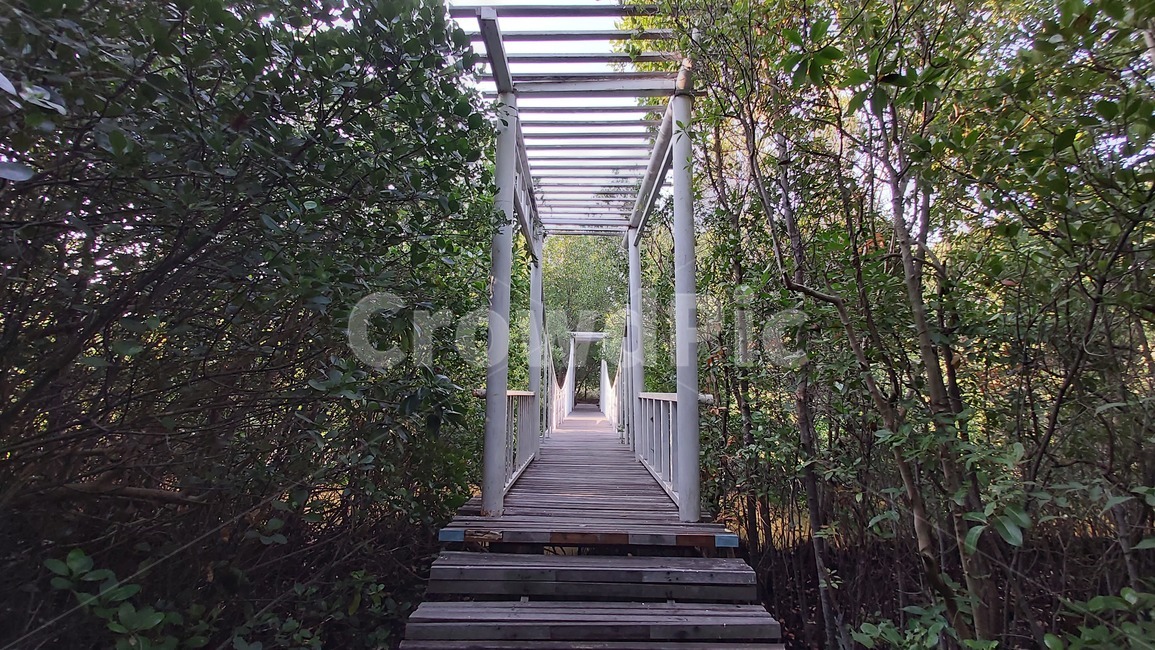 페르골라,outdoors,pergola,다리,정원,식물,자연,plants,nature,나무,trees,wood