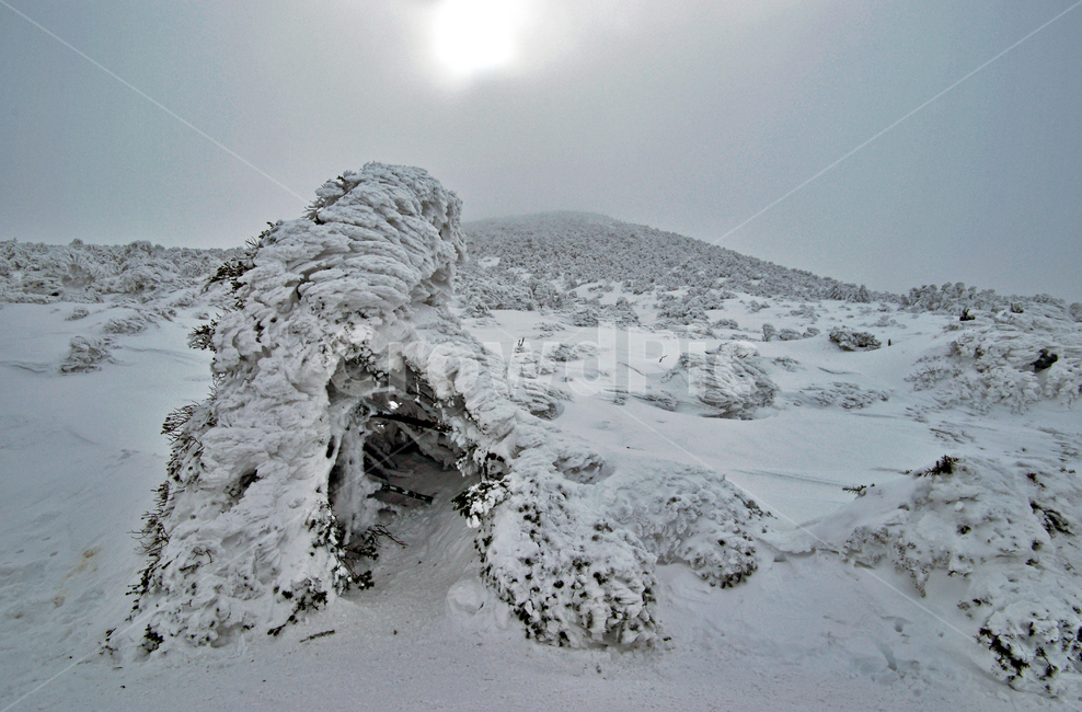 겨울산,한라산,설경,제주도,눈,설목,설화,한라산설경,겨울,계절,winter,season
