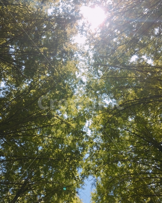 자연,녹색,농장,마을,여정,여름,여행,초원,풀,평야,자연풍경,풍경,산,휴가,자연,풍경,nature,landscape,휴식,힐링,rest,relaxation,healing,tree,나무,plant,식물,sunlight,햇빛,vegetation,초목