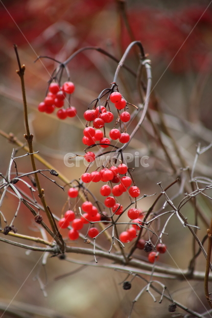 열매,가을,백당나무,빨강,sargentviburnum,식물,자연,plants,nature,과일,열매,fruit
