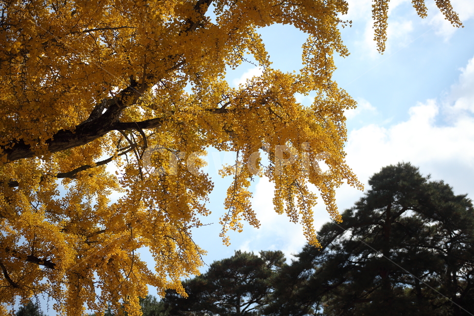 운문사,은행나무,단풍,식물,maidenhairtree,가을,계절,fall,autumn,season,tree,나무,plant