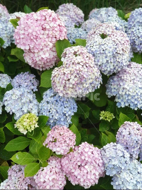 꽃,flower,수국,하트,하트수국,파스텔,파스텔꽃,plant,식물,blossom