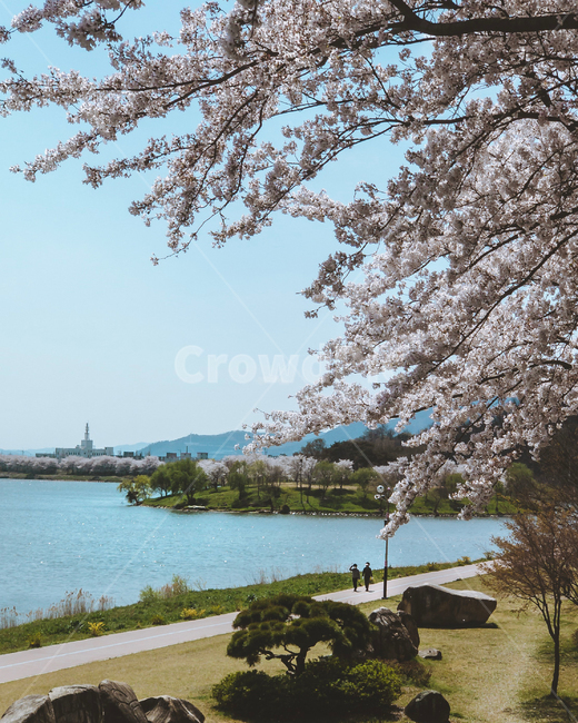 식물,봄,계절,날씨,풍경,봄,계절,spring,season