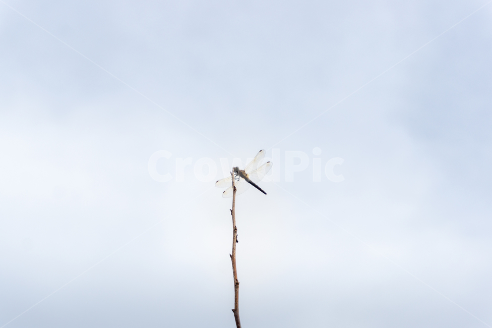 잠자리,하늘,가을,곤충,자연,동물,animal,곤충,벌레,insect,bug
