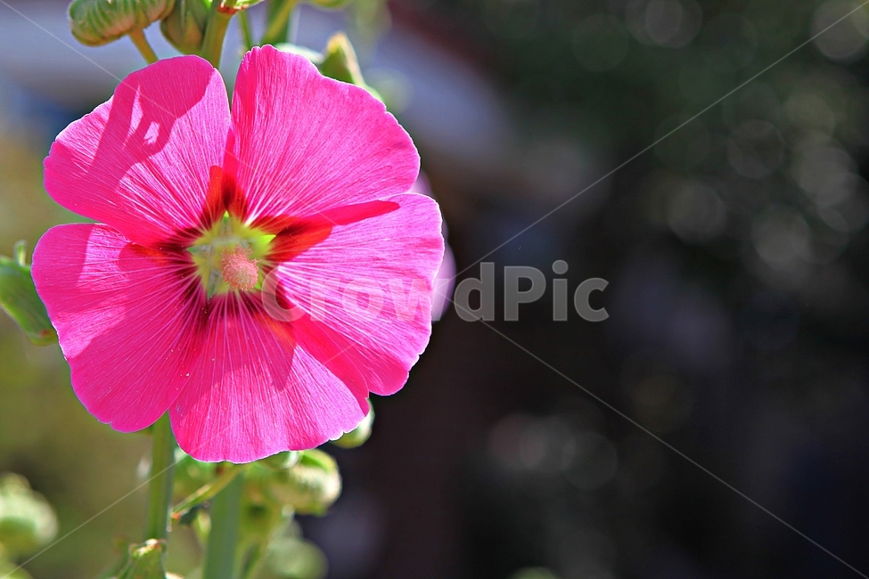 접시꽃,꽃,식물,공원,자연,식물,자연,plants,nature,꽃,flower