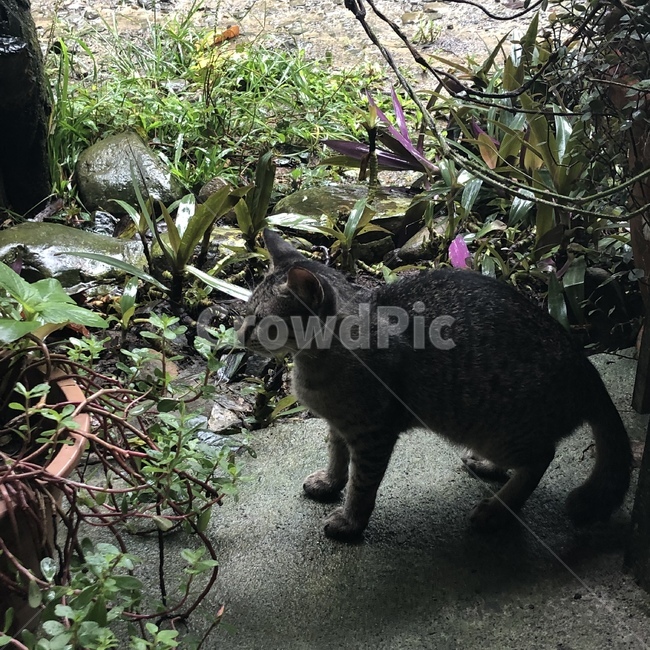 고양이,cat,animal,동물,길고양이,회색고양이,동물,animal,포유류,mammal,고양이,cat,kitten,kitty