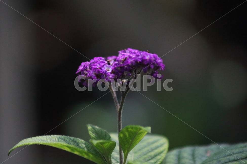 헬리오트로프,꽃,여름,heliotrope,heliotropium,식물,자연,plants,nature,꽃,flower
