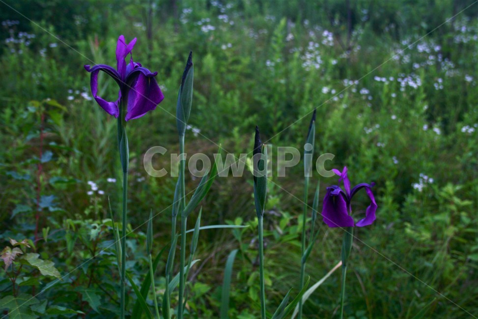 꽃창포,붓꽃과,야생화,식물,수생식물,식물,자연,plants,nature,꽃,flower