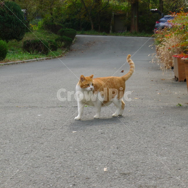 통통한고양이,고양이한마리,고양이걸음,노란털고양이,황색털고양이,동물,animal,포유류,mammal,고양이,cat,kitten,kitty
