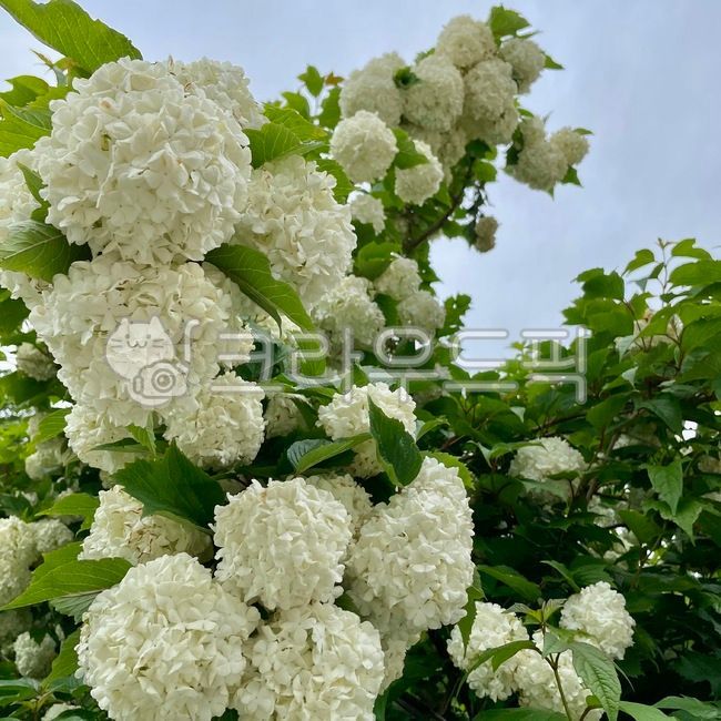 white flower,flower of may,hydrangea,flower