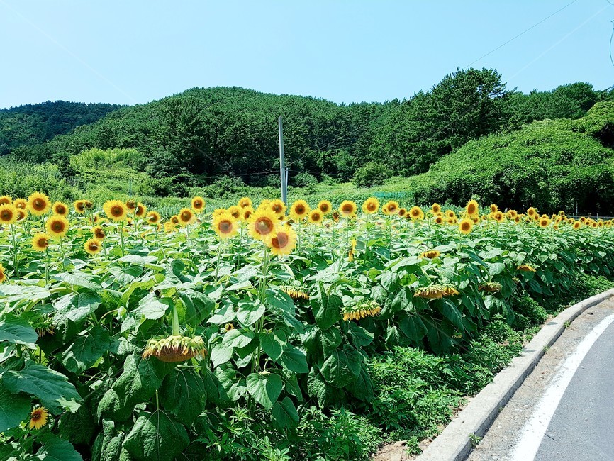 통영,한산도,섬,해바라기,여름
