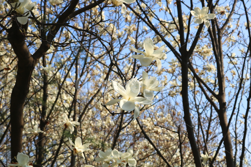 목련,꽃,목련꽃,나무,식물,흰꽃,봄,자연,식물,자연,plants,nature,꽃,flower