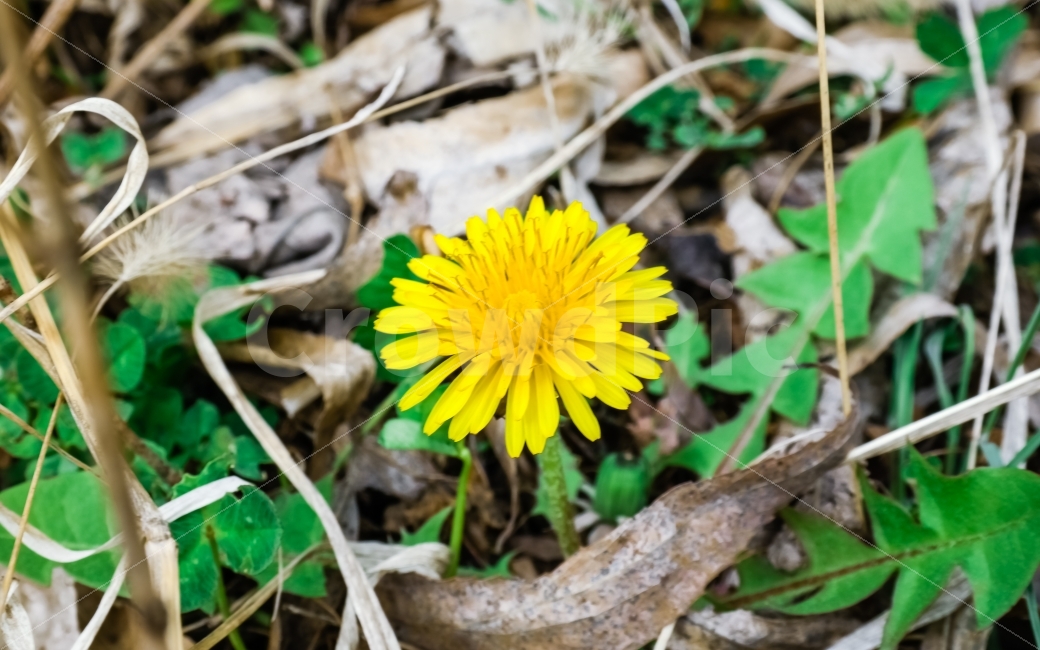 민들레,꽃,풍경,자연,노란색,한강,background,yellow,flower,spring,봄,식물,식물,자연,plants,nature,꽃,flower