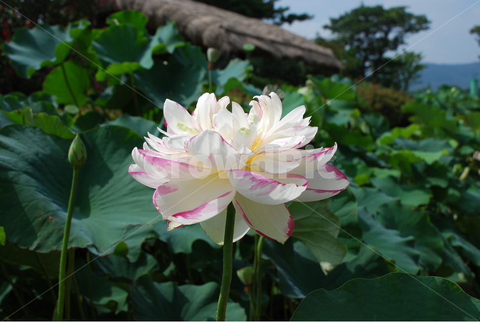 연꽃,연,꽃,백련,불동화,식물,자연,plants,nature,꽃,flower