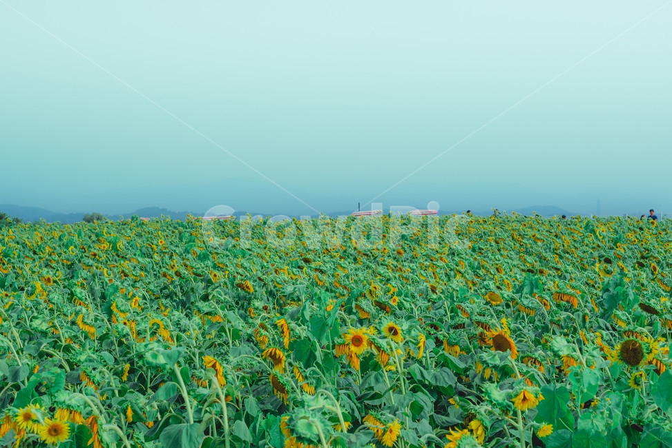 안성팜랜드,들판,해바라기,farmland,yard,sunflower