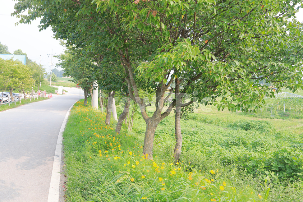 해바라기,꽃,여름,감성,색감,계절,추억,sun,flower,plant,color
