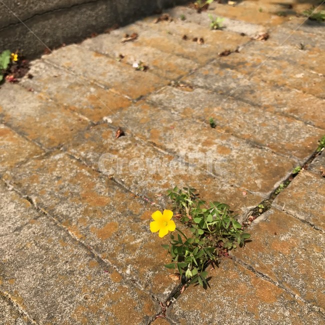 보도,꽃,flagstone,pavement,노랑,식물,자연,plants,nature,꽃,flower