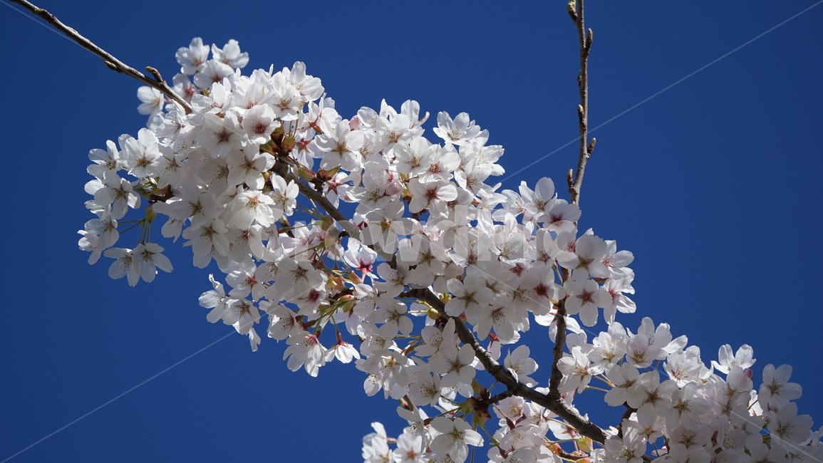 tree,spring,nature,sky,flower,branch,blossom,white,cherry,blue,bloom,branches,season,plant,trees,flowers,forest,blooming,beautiful,pink,day,봄,계절,spring,season,식물,자연,plants,nature,꽃,flower