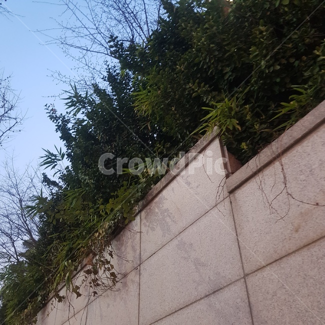 담장,벽,담벼락,넝쿨,식물