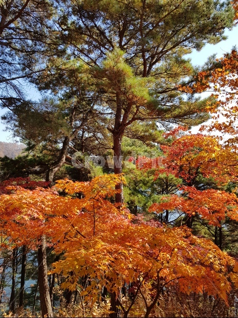 단풍,청남대단풍,단풍나무,가을,단풍잎,대청호단풍,가을단풍,빨간단풍,노란단풍