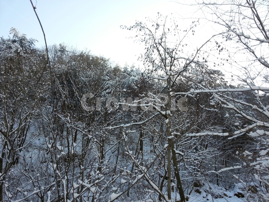 자연,겨울,눈,나무,겨울산,겨울,계절,winter,season,자연,풍경,nature,landscape