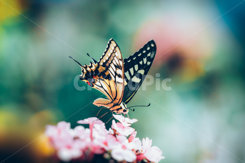 나비,꽃,꽃머리,나비날개,자연,동식물,접사,식물,자연,plants,nature,꽃,flower,동물,animal,곤충,벌레,insect,bug,감성,sensible,feeling,색깔,색상,색채,색감,color sense,color sensitivity,feeling of color