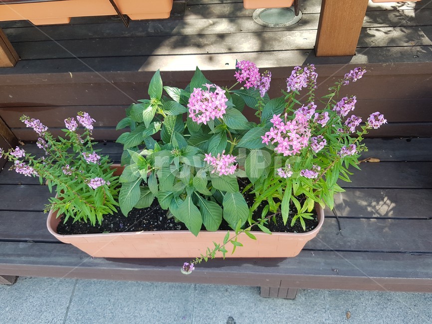 핑크색꽃,들꽃,꽃,식물,핑크색,정원,flower,자연,nature,pink