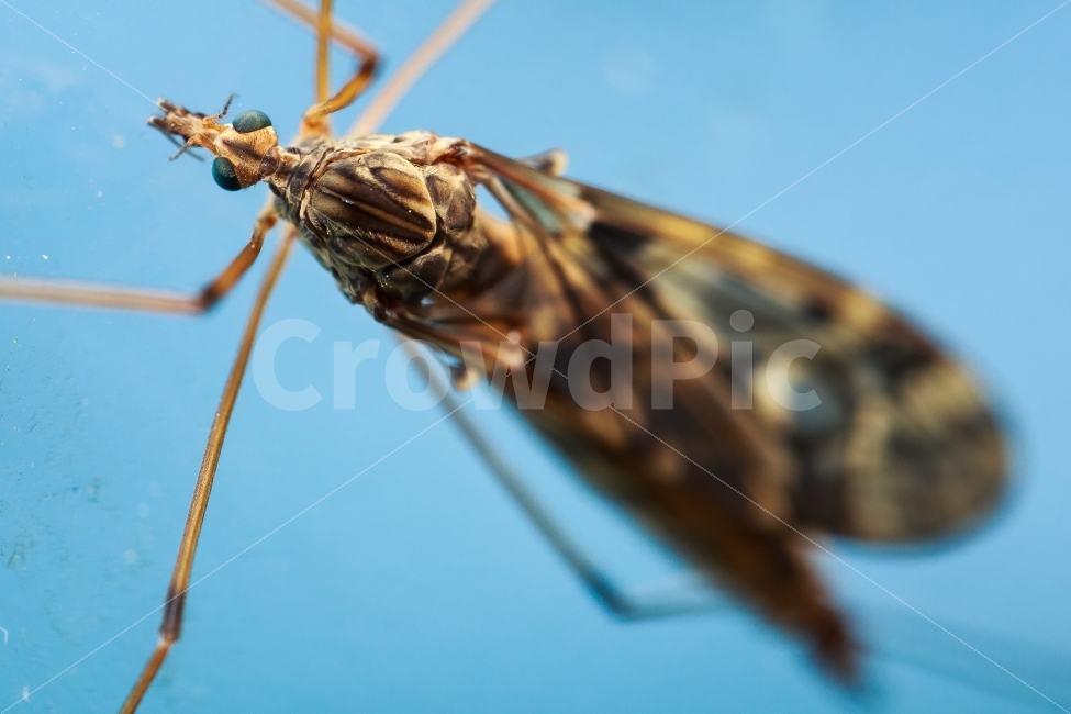 곤충,접사,산모기,눈,근접촬영,동물,animal,곤충,벌레,insect,bug
