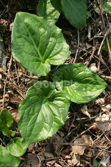 앉은부채,천남성과,금련,유독성,여러해살이풀,야생화,식물,자연,plants,nature