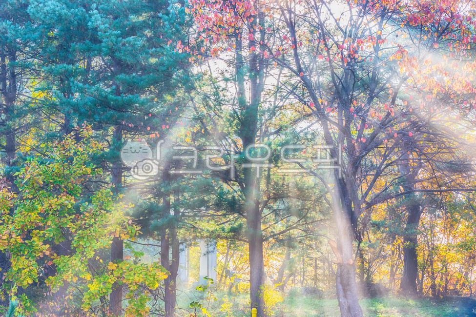 autumn,maple,dawn,secret garden,secret garden,shining,color,nature,outdoor,Gangwon-do,Korea,Inje,autumn color,autumn background,autumn maple,autumn landscape,autumn image,late autumn,autumn,fall,maple,tree,wood,forest,secret garden
