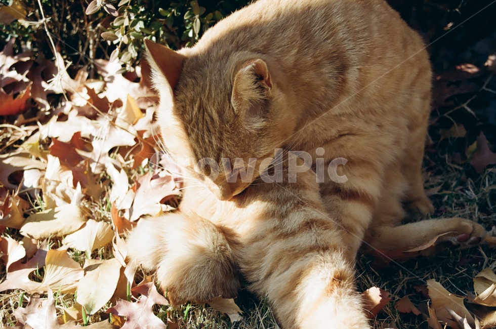 동물,고양이,포유류,animal,cat,kitten,표정,그루밍,감성사진,가을,계절,fall,autumn,season,동물,animal,포유류,mammal,고양이,cat,kitten,kitty,감성,sensible,feeling