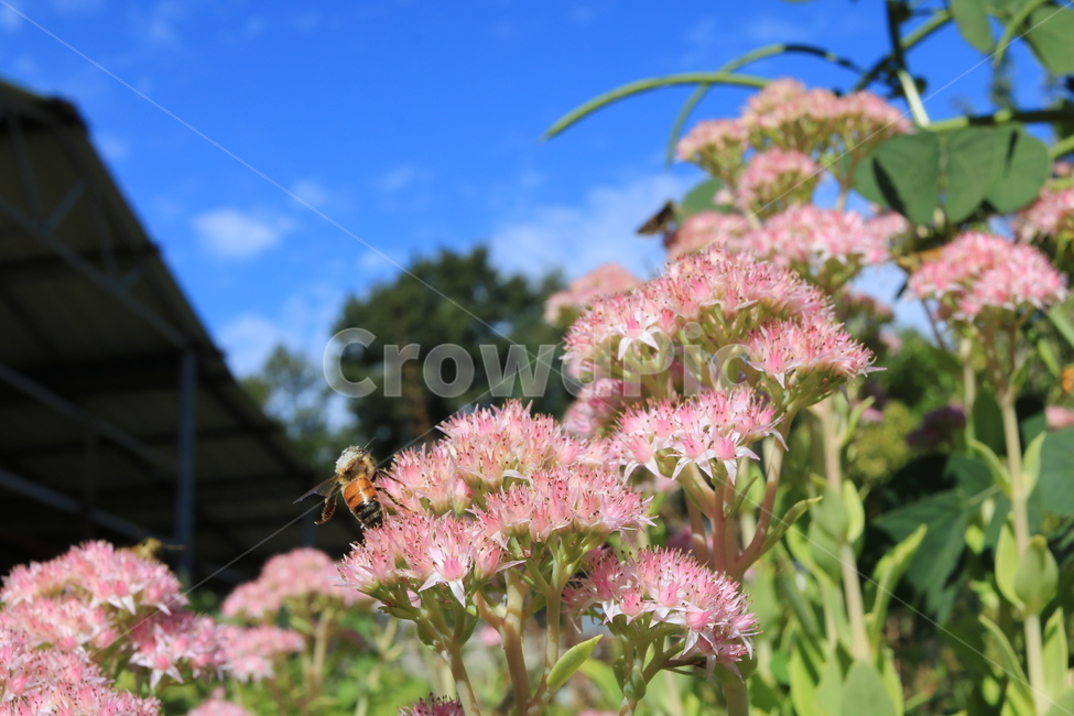 벌,꽃,채집,풍경,하늘,식물,자연,plants,nature,꽃,flower,동물,animal,곤충,벌레,insect,bug