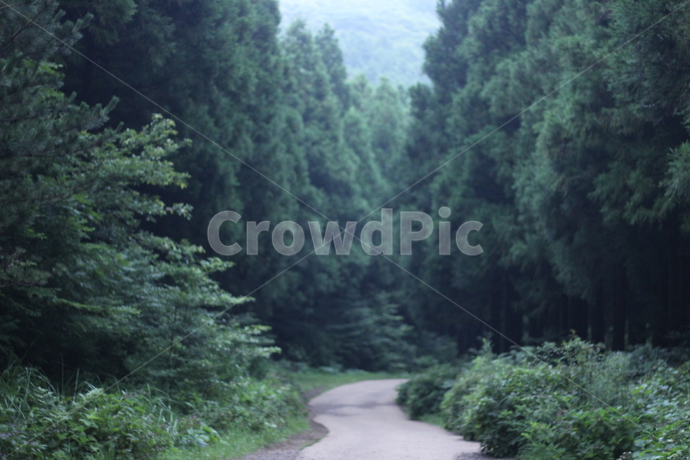 숲,산,나무,오솔길,초록,자연,풍경,nature,landscape,tree,plant,식물,fir,전나무