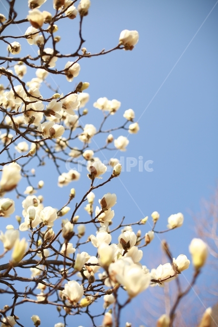 봄,하얀꽃,흰색꽃,목련,꽃,봄,계절,spring,season,식물,자연,plants,nature,꽃,flower,plant