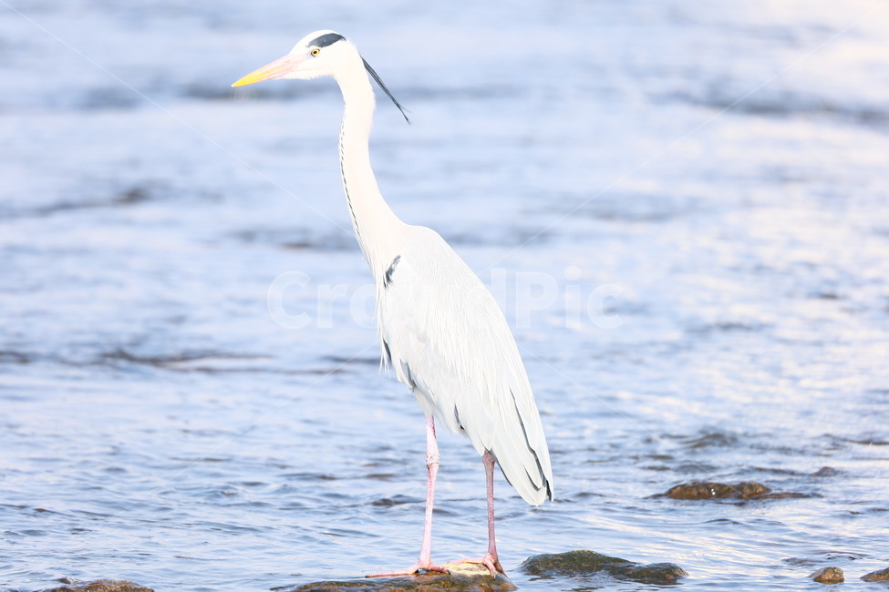 새,두루미,조류,동물,물새,동물,animal,조류,새,birds
