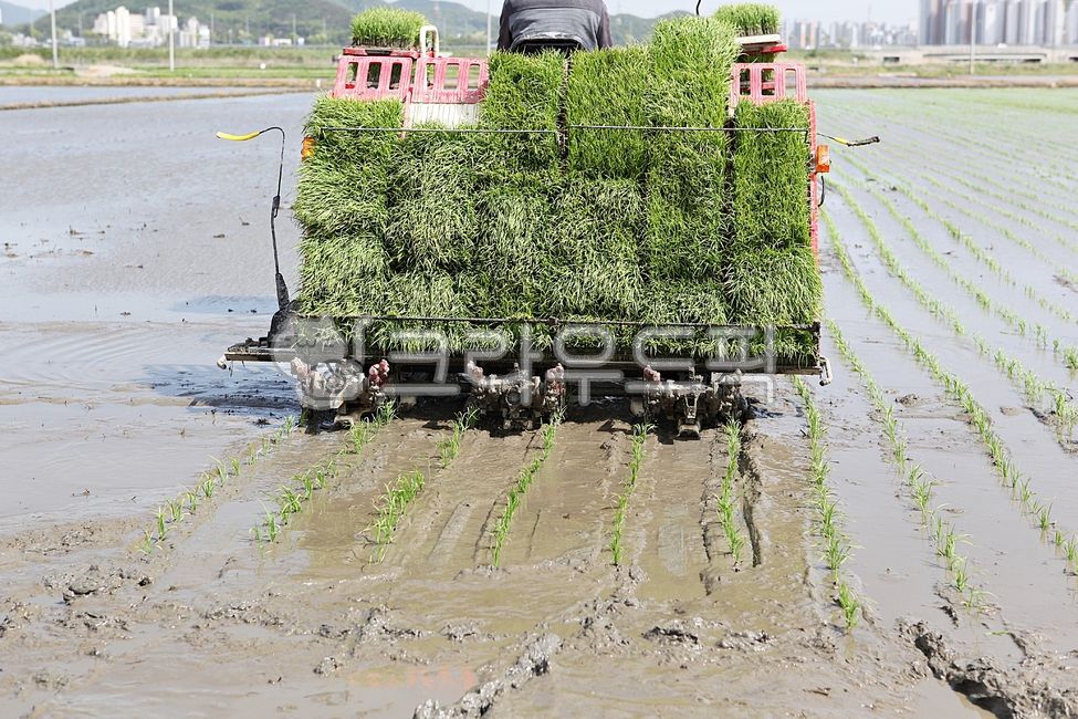 bed,agricultural machinery,planting rice,rice paddy,automatic,outdoor,what,Rice transplanter,machine,farming,plant,Agriculture,rice paddy farming