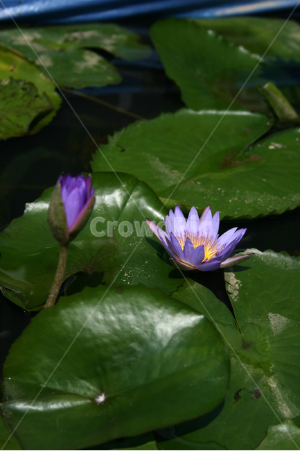 수련,식물,flower,plants,nature,꽃,수생식물,연못,식물,자연,plants,nature,꽃,flower