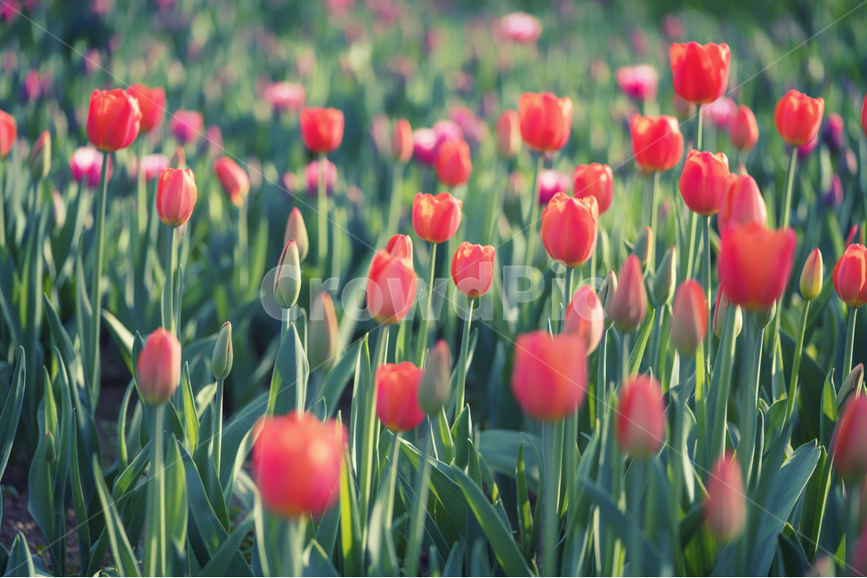 자연,꽃,식물,봄,감성,봄,계절,spring,season,식물,자연,plants,nature,꽃,flower,감성,sensible,feeling,색깔,색상,색채,색감,color sense,color sensitivity,feeling of color,plant,blossom