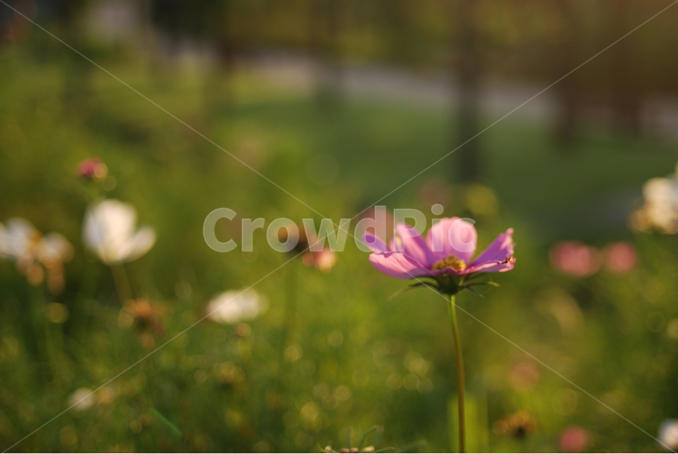 코스모스,꽃,저녁노을,풍경,자연,식물,자연,plants,nature,꽃,flower