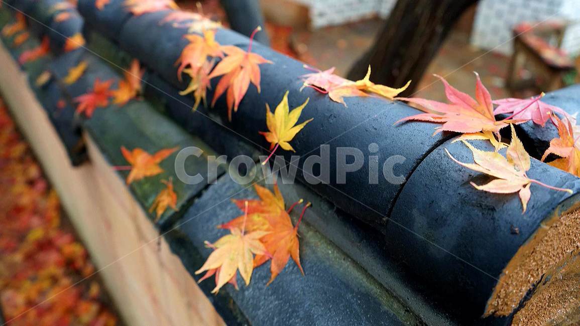 단풍,가을,낙엽,빨강,노랑,단풍잎,가을,계절,fall,autumn,season,plant,식물,leaf,잎,tree,나무